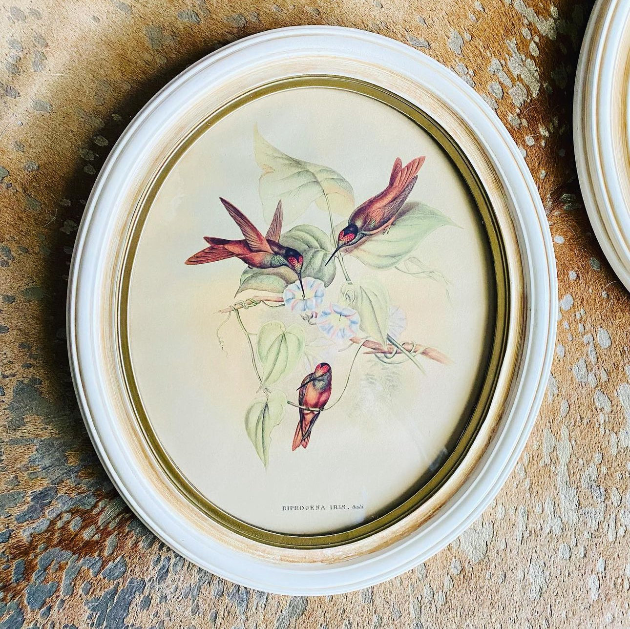 Pair Of J. Gould Vintage Wood Hummingbird Prints